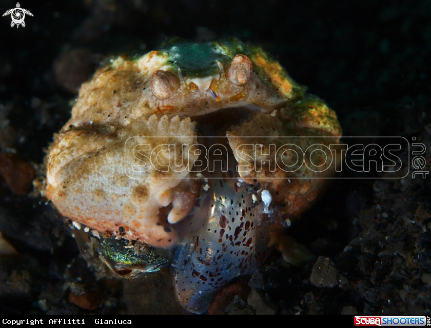 A crab end sqid