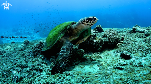 A Sea Turtle