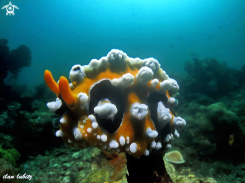 A phyllidia ocellata | nudibranch