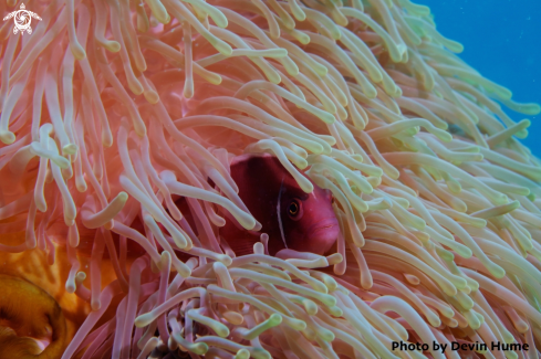 A Pink Anemone Fish  | Pink Anemone Fish 