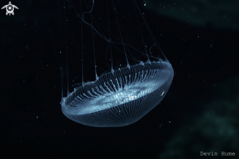 A Jelly Fish