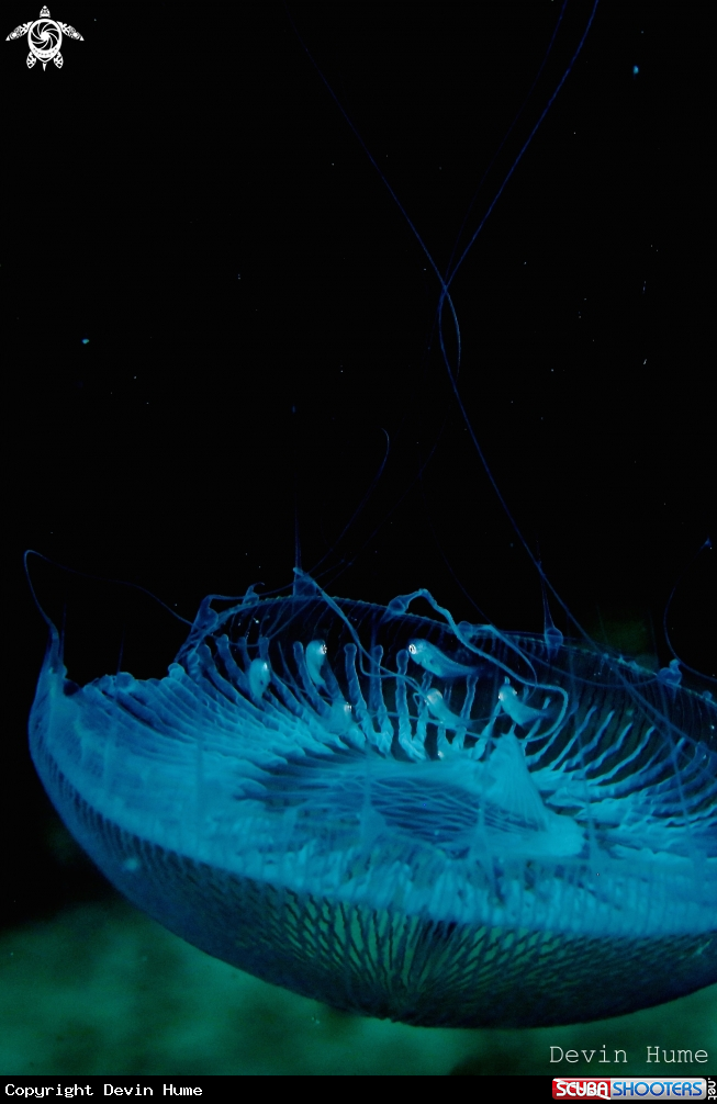A Jelly Fish