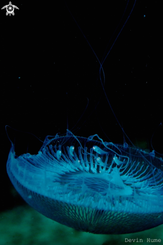 A Common Jellyfish  | Jelly Fish