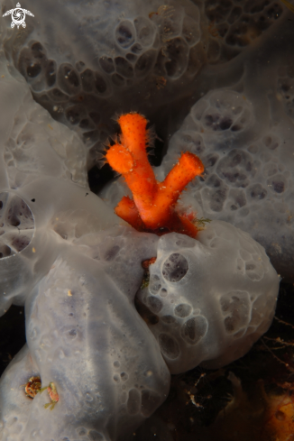 A Myriapora truncata (falso corallo) | Briozoo