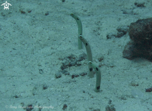 A Garden Eels