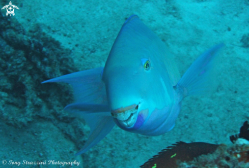 A Scaridae | Parrotfish