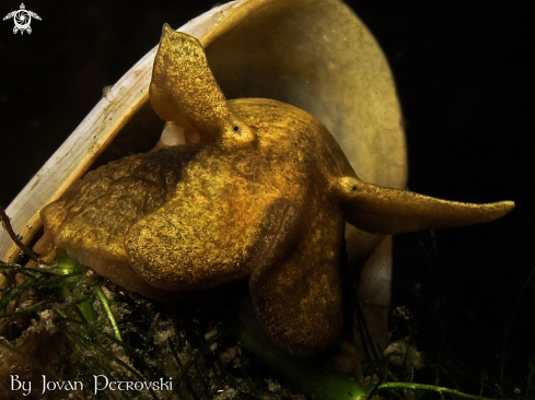 A Lymnaeidae | Vodeni puž / Water snail.