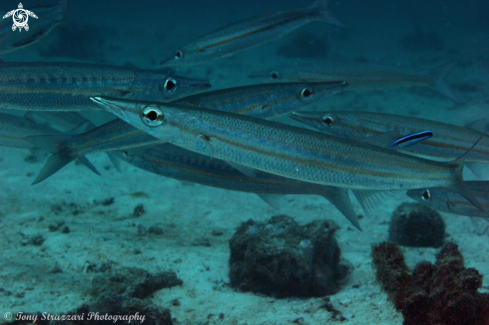 A Yellowstriped barracuda