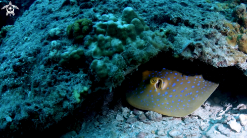 A Blue Spotted Sting Ray | Sting Ray