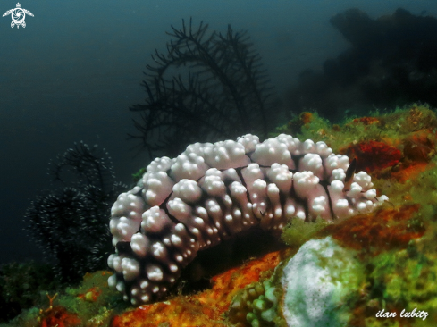 A nudibranch