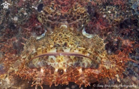 A Painted Scorpionfish