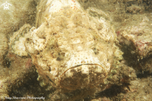 A Ghost scorpionfish