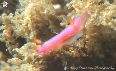 A Hypselodoris bullocki | Bullocks Hypselodoris