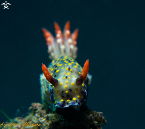 A hypselodoris kanga 