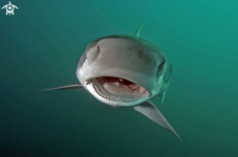 A Dusky shark
