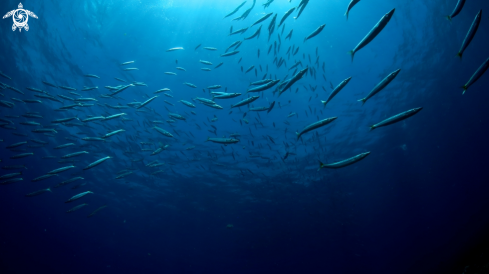 A School of Barracuda 