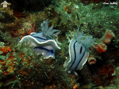 A Chromodoris willani | nudibranch