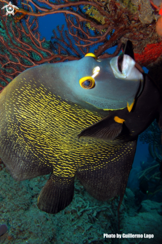 A Pomacanthus paru | French Angelfish