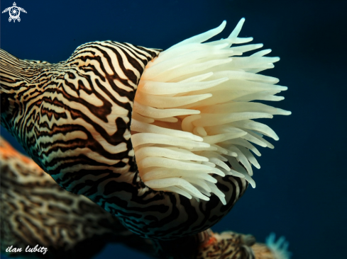 A nudibranch