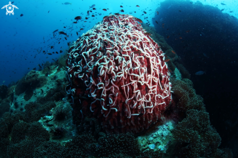 A Barrel Sponge