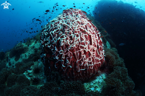 A Barrel Sponge | Barrel Sponge