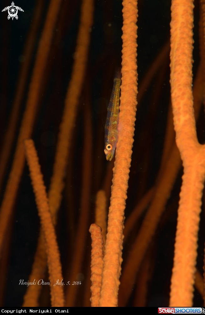 A Whip coral goby