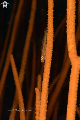 A Whip coral goby