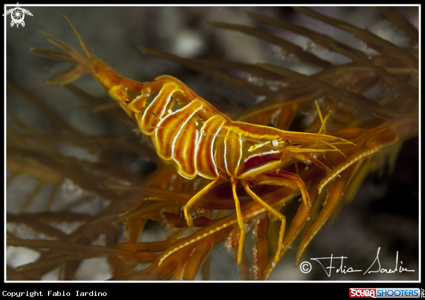A Chrinoid Shrimp