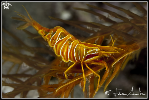 A Hippolyte prideauxiana | Chrinoid Shrimp