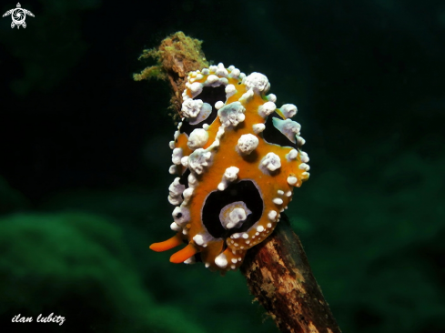 A nudibranch