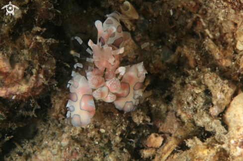 A Harlequin shrimp