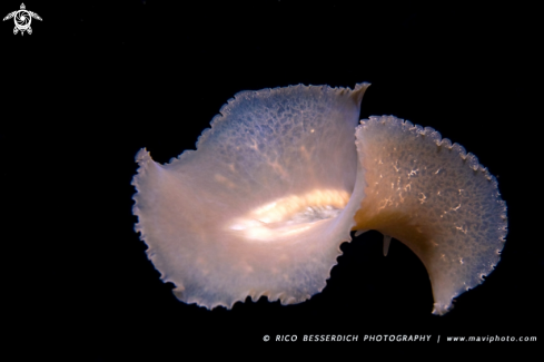 A Flatworm