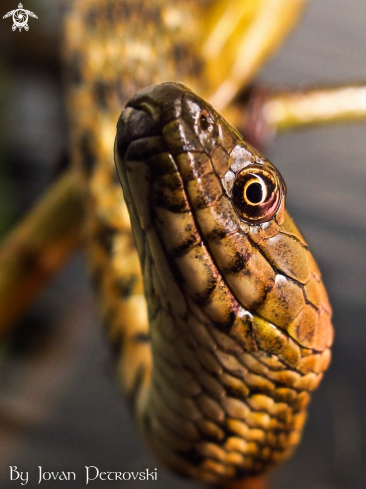 A Natrix tessellata | Vodena zmija Ribarica / Water snake - Dice snake.