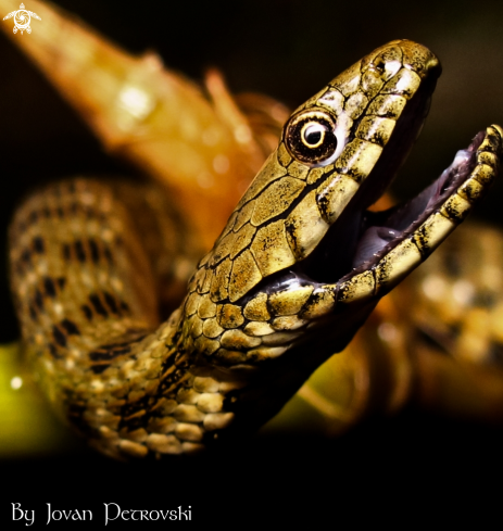 A Natrix tessellata | Vodena zmija Ribarica / Water snake - Dice snake.