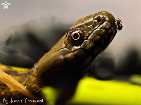 A Vodena zmija Ribarica / Water snake - Dice snake.