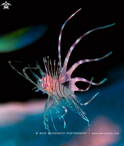 A Lionfish