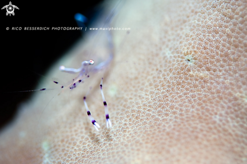 A Cleaner Shrimp