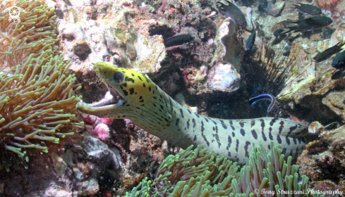 A Gymnothorax rueppelliae | Yellow-headed moray