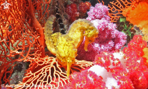 A Yellow Tiger-tailed seahorse