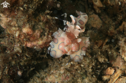 A Harlequin Shrimp