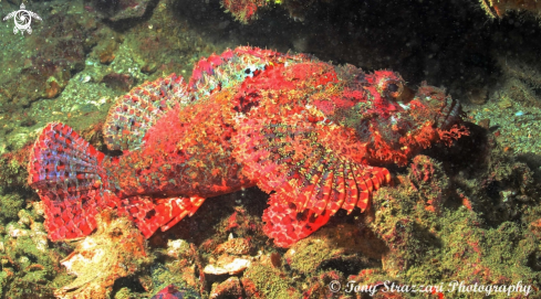 A Painted Scorpionfish
