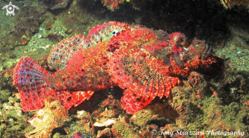 A Parascorpaena picta | Painted Scorpionfish