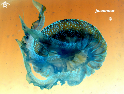 A Pelagia Noctiluca | Méduse pélagique