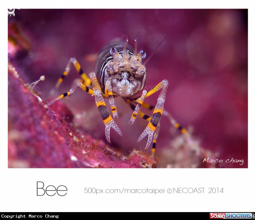A bee shrimp