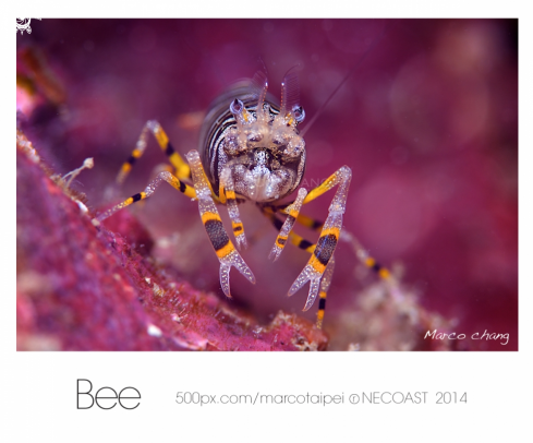 A bee shrimp