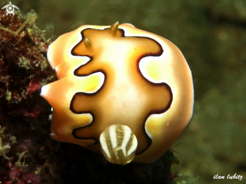 A Goniobranchus coi | nudibranch