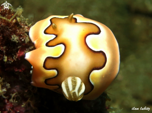 A nudibranch