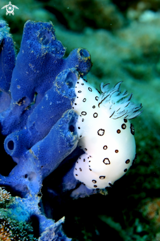 A Nudi Branch