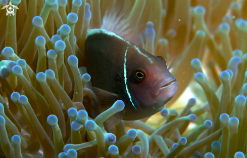 A Pink Anemone Fish in Magnificent Anemone  | Nemo Fish