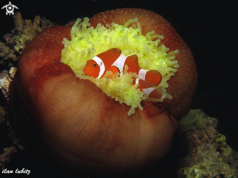 A Anemone